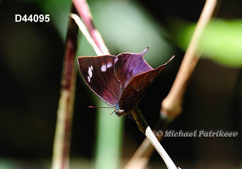 Otrera Leafwing (Memphis otrere)